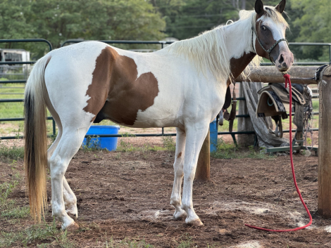 American Paint Horse Gelding for Sale in Palestine, Texas — 8 yrs, 14.2 hh