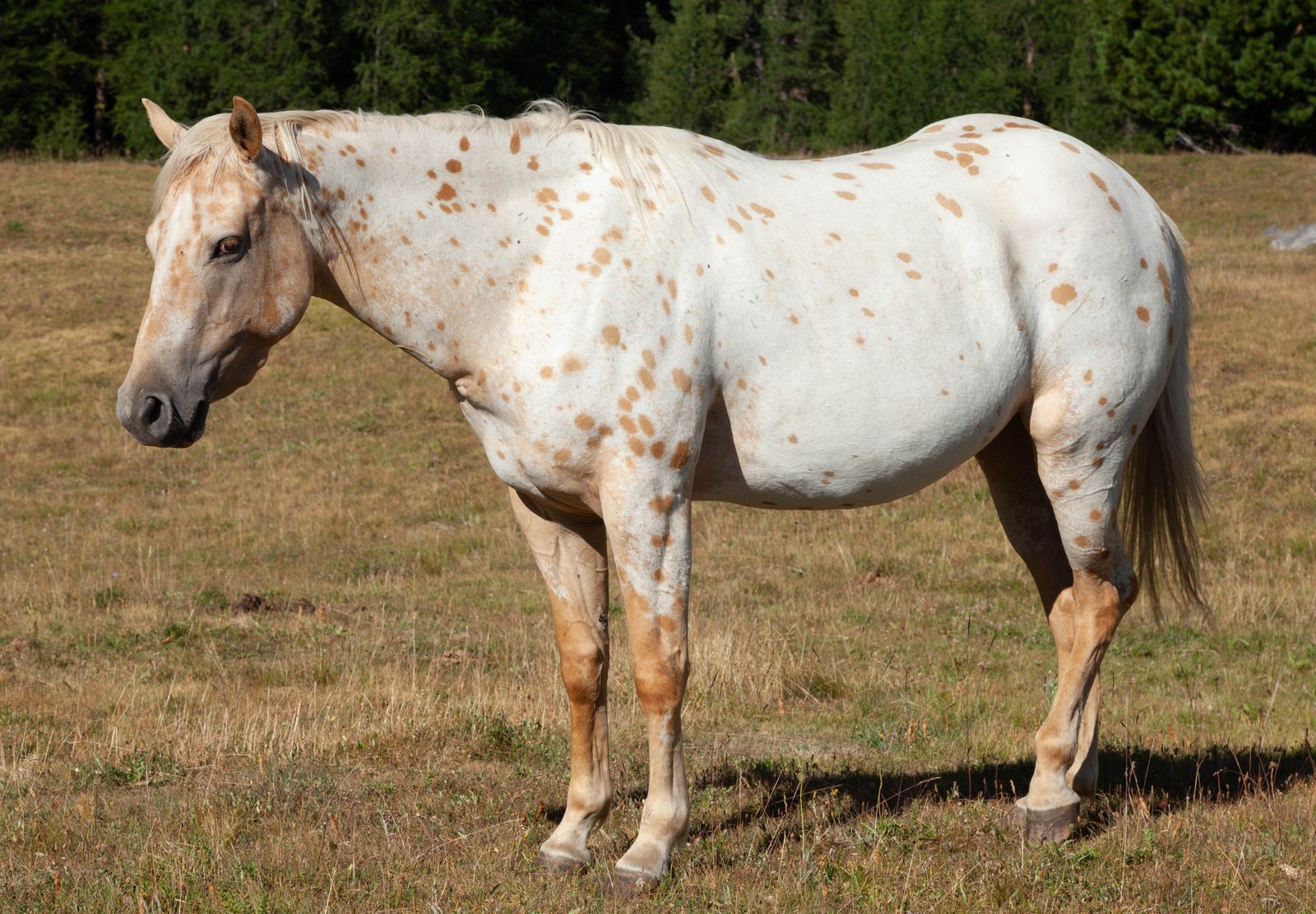 Appaloosa Gelding for Sale in Calgary, Alberta — 8 yrs, 15.2 hh