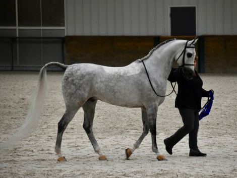 Arabian Gelding for Sale in Ocala, Florida — 9 yrs, 15.2 hh