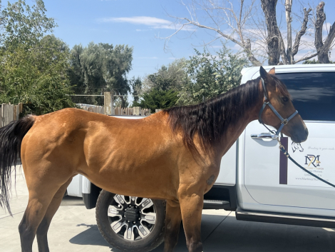 Quarter Horse Mare for Sale in Littlerock, California — 24 yrs, 14.2 hh