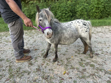 Miniature Horse Mare for Sale in Somerset, Kentucky — 4 yrs, 7 hh