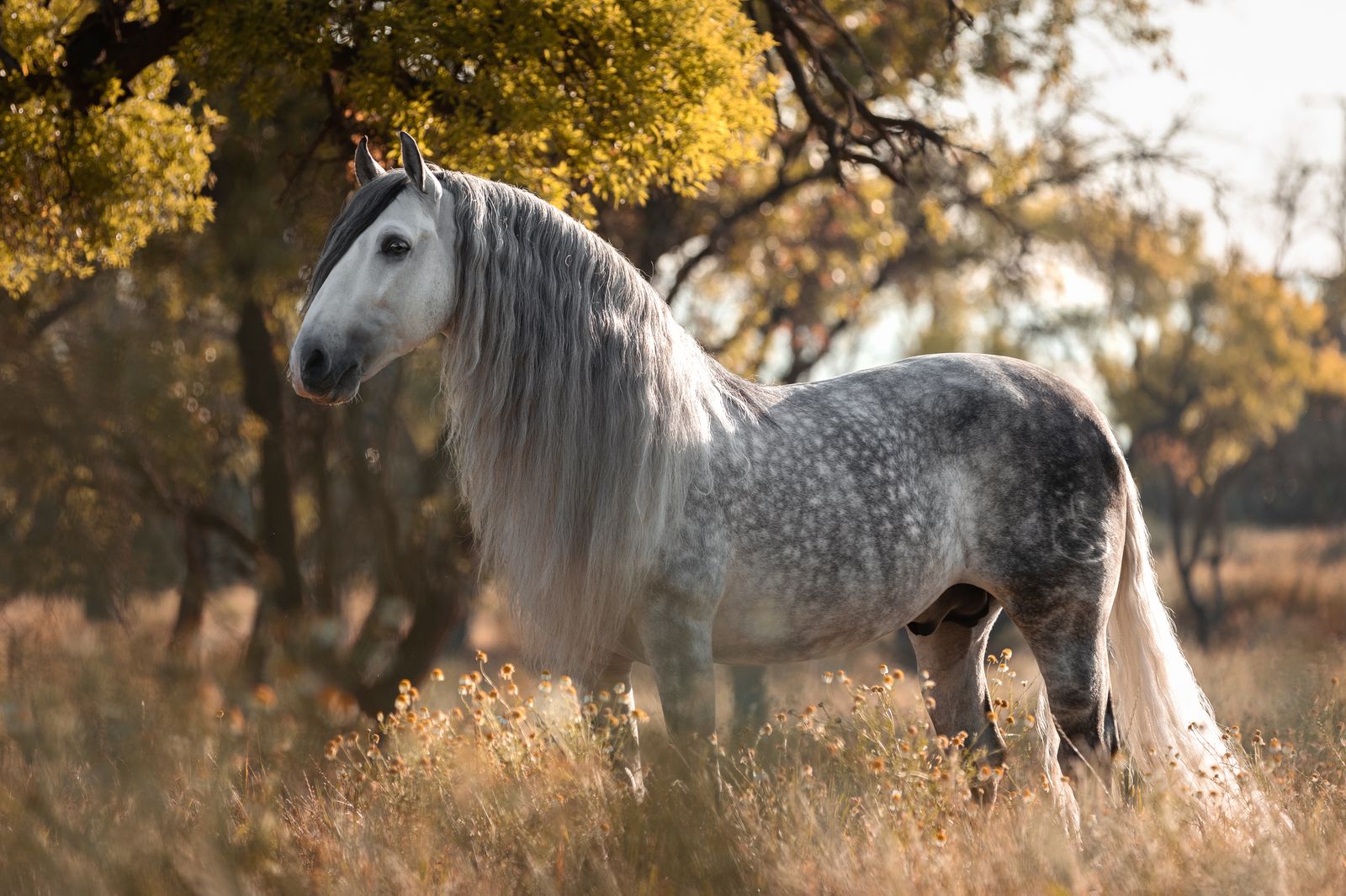 Andalusian Mare for Sale in Santa Fe, New Mexico — 5 yrs, 15.3 hh