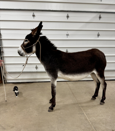 Standard Donkey Jennet for Sale in New Germany, Minnesota — 4 yrs, 13 hh