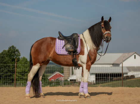 Friesian Cross Mare for Sale in Fredericksburg, Ohio — 5 yrs, 15 hh