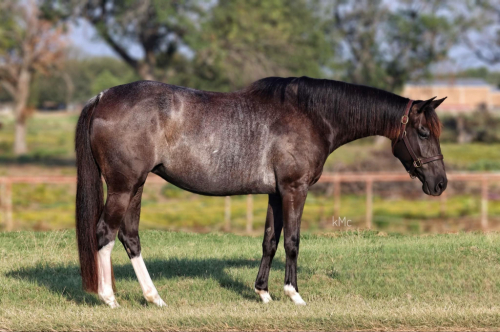 American Paint Horse Mare for Sale in Pilot Point, Texas — 7 yrs, 14.1 hh