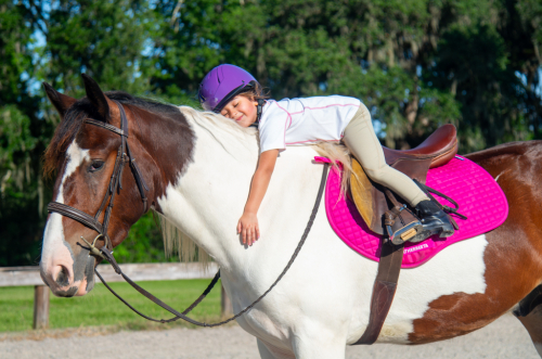 Gypsy Vanner Gelding for Sale in Ocala, Florida — 4 yrs, 15.2 hh
