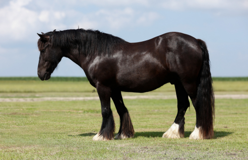 Gypsy Vanner Gelding for Sale in Troy, Texas — 8 yrs, 14 hh