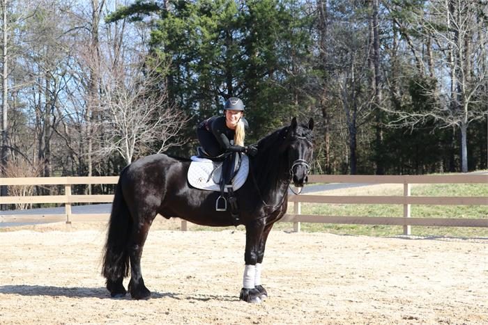 Friesian Gelding for Sale in Sacramento, California — 7 yrs, 17 hh