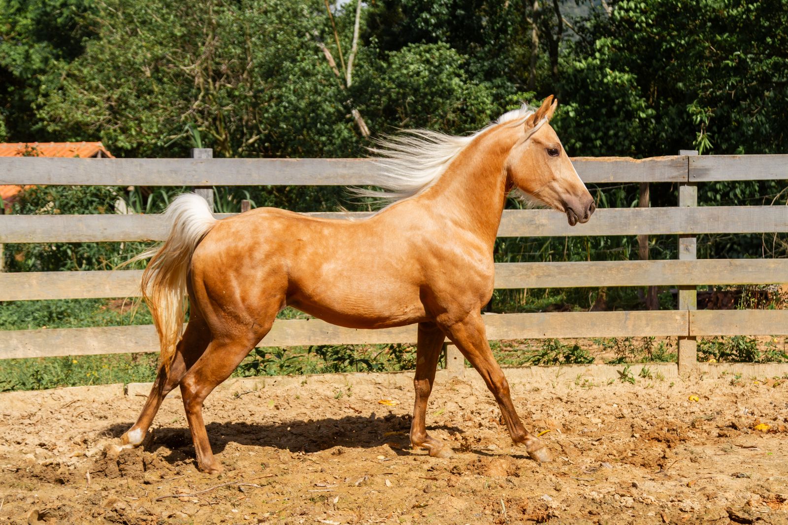 Champion reining Quarter Horse stallion in Aubrey, Texas