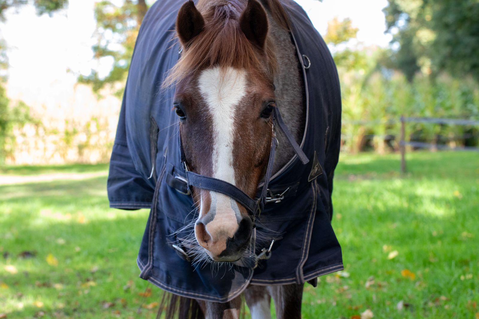 WeatherBeeta ComFiTec turnout rug, 78", 1200D for Sale in Austin, Texas