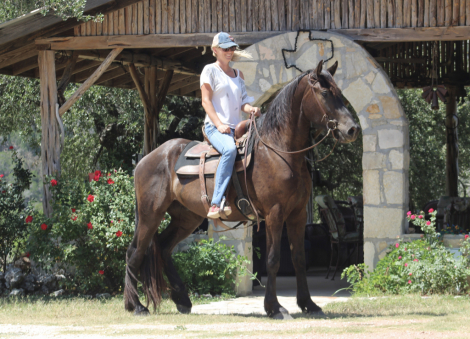 Percheron Gelding for Sale in Harper, Texas — 3 yrs, 16 hh