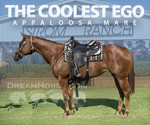 Appaloosa Mare for Sale in Lexington, Oklahoma — 3 yrs, 16.1 hh