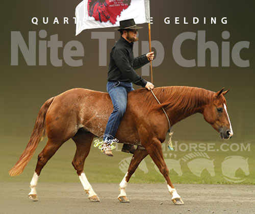 Quarter Horse Gelding for Sale in Millersburg, Ohio — 5 yrs, 14.1 hh