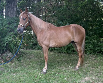 Tennessee Walking Horse Gelding for Sale in Louisville, Kentucky — 9 yrs, 16.1 hh