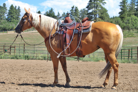 Quarter Horse Mare for Sale in Ignacio, Colorado — 13 yrs, 16 hh
