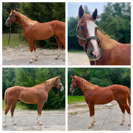 Thoroughbred Stallion for Sale in Webster, Florida — 2 yrs