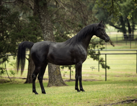 Arabian Gelding for Sale in Pilot Point, Texas — 4 yrs, 15 hh