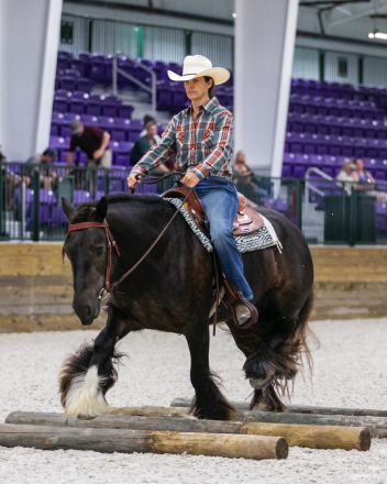 Gypsy Vanner Mare for Sale in Floral City, Florida — 10 yrs, 15 hh