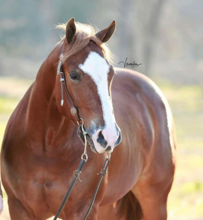Quarter Horse Mare for Sale in Monticello, Florida — 11 yrs, 15.2 hh