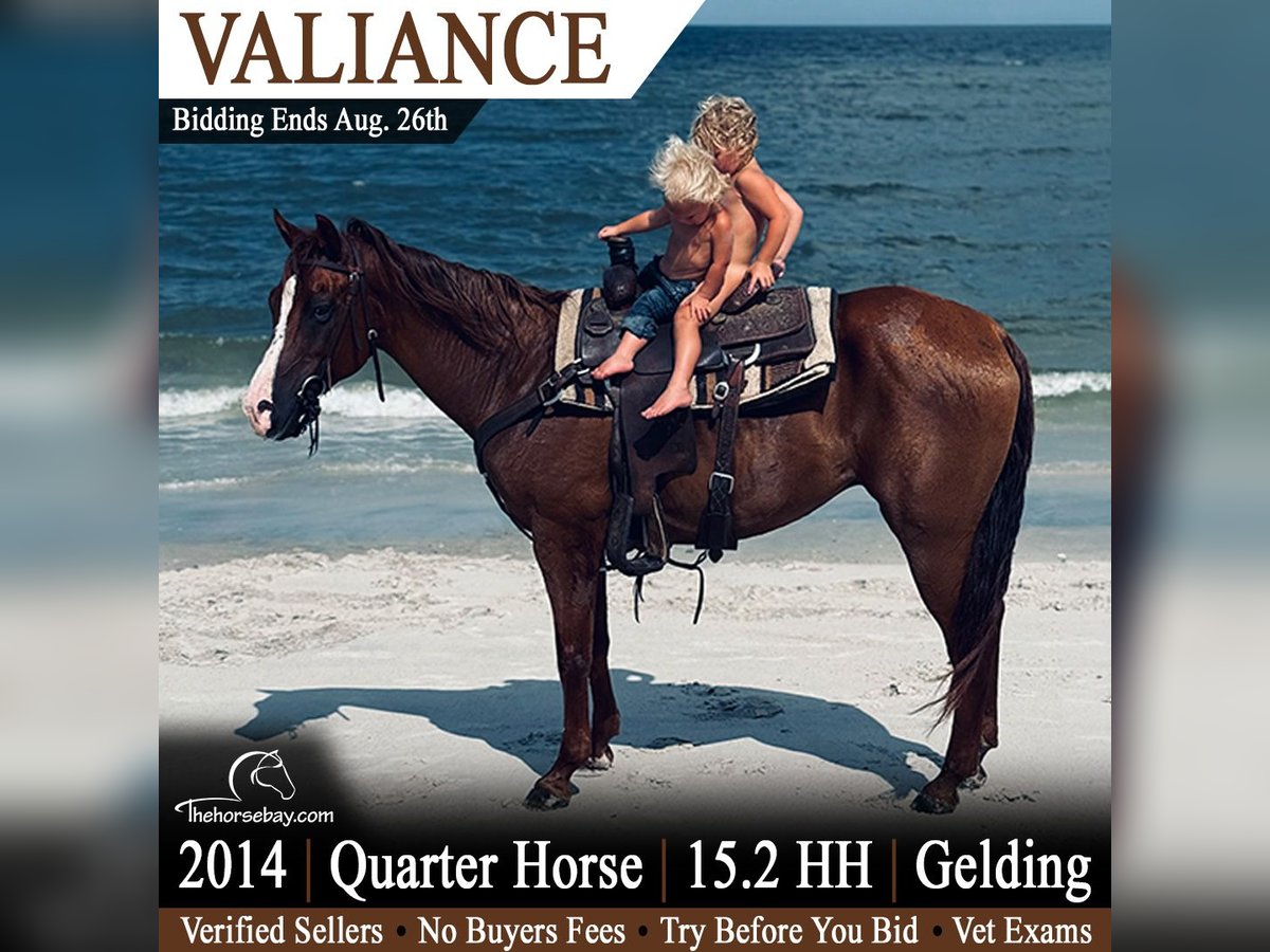 Quarter Horse Gelding for Sale in Bronson, Florida — 12 yrs, 15.1 hh
