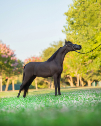 Miniature Horse Gelding for Sale in Salem, Oregon — 2 yrs, 8.3 hh