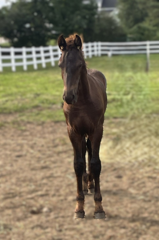 Friesian Colt for Sale in Holland, Michigan