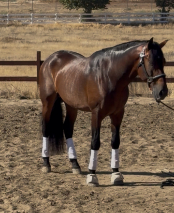 Andalusian (PRE) Gelding for Sale in Menifee, California — 8 yrs, 15.2 hh