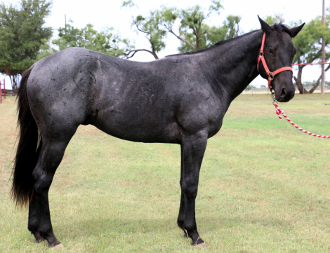 Quarter Horse Foal for Sale in Winters, Texas — born March 2024