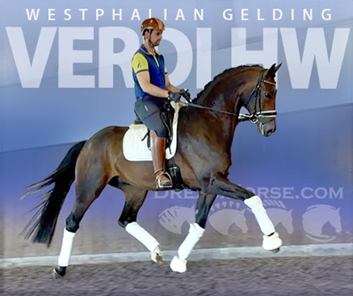 Westphalian Gelding for Sale in Cape Coral, Florida — 5 yrs, 16.3 hh