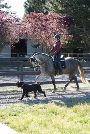 Andalusian (PRE) Gelding for Sale in Redmond, Washington — 8 yrs, 15.3 hh