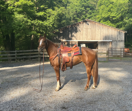 AQHA Quarter Horse Mare for Sale in Spring Mills, Pennsylvania — 3 yrs, 13.3 hh