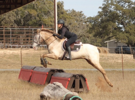 Appaloosa Gelding for Sale in Converse, Texas — 9 yrs, 15 hh