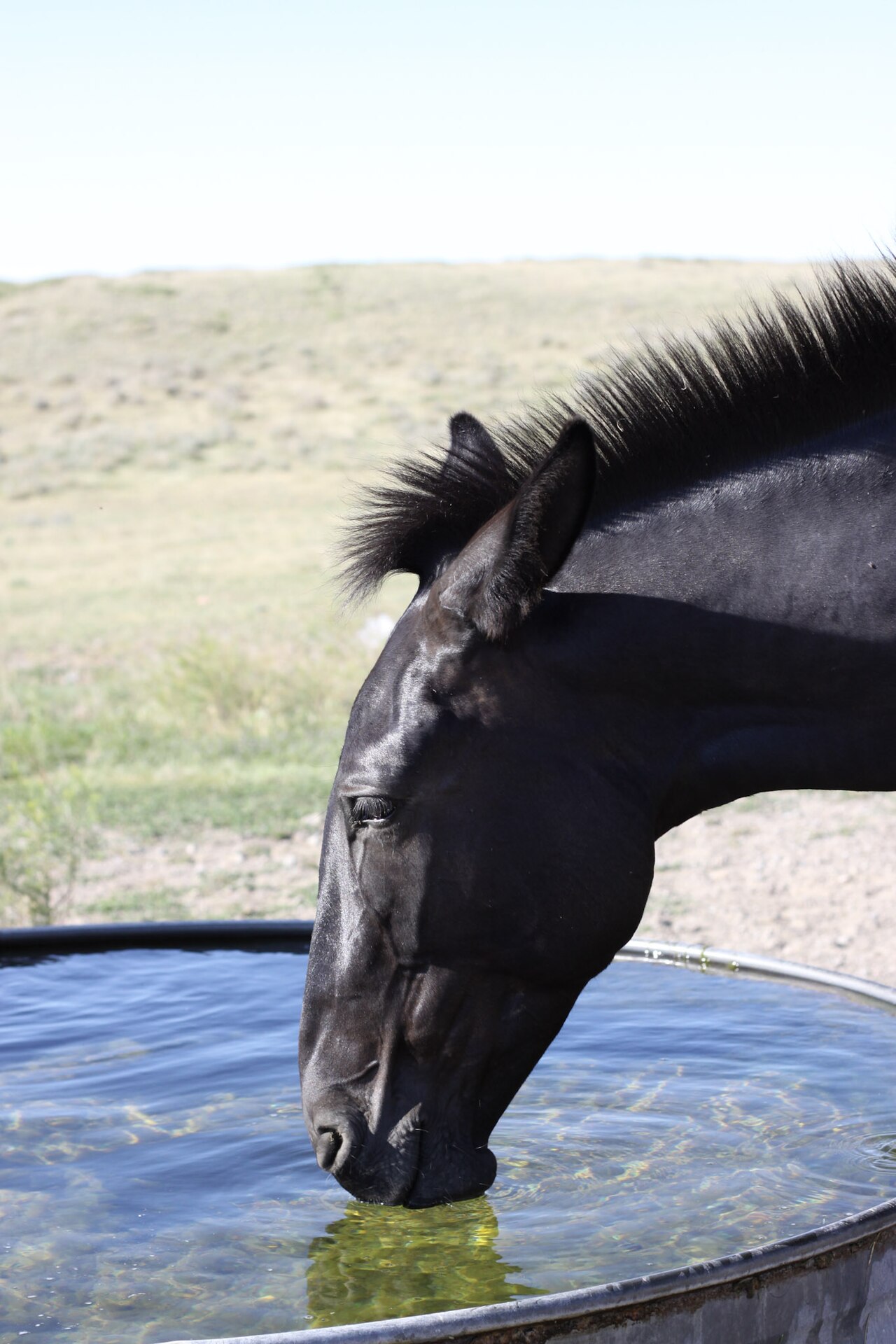 Mule Molly for Sale in Montrose, Colorado — 9 yrs, 15 hh