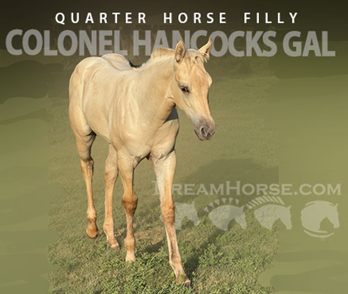 Quarter Horse Foal for Sale in Meeker, Oklahoma — born February 2026
