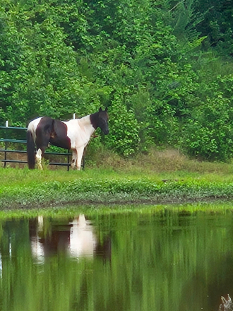 Tennessee Walking Horse Gelding for Sale in Avinger, Texas — 7 yrs, 15 hh