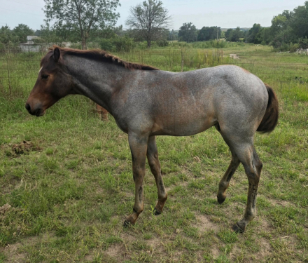 Quarter Horse Colt for Sale in Oconto, Nebraska