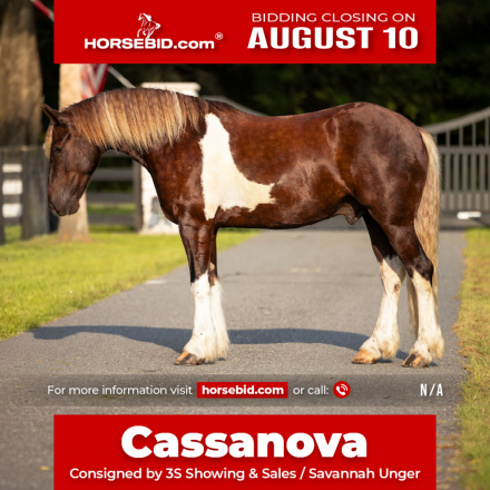 Gypsy Horse Cross Gelding for Sale in Ocala, Florida — 4 yrs, 15 hh