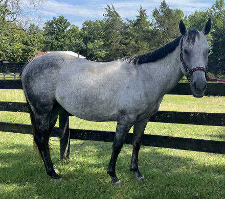 Quarter Horse Mare for Sale in Louisville, Kentucky — 9 yrs, 14.1 hh