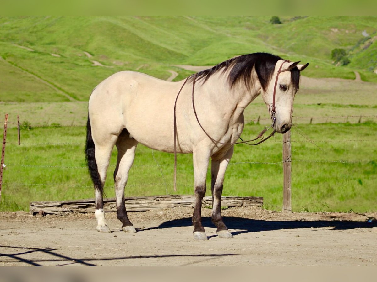 Quarter Horse Gelding for Sale in San Francisco, California — 14 yrs, 15 hh