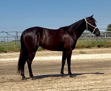 Quarter Horse Mare for Sale in Lone Oak, Texas — 3 yrs, 14 hh