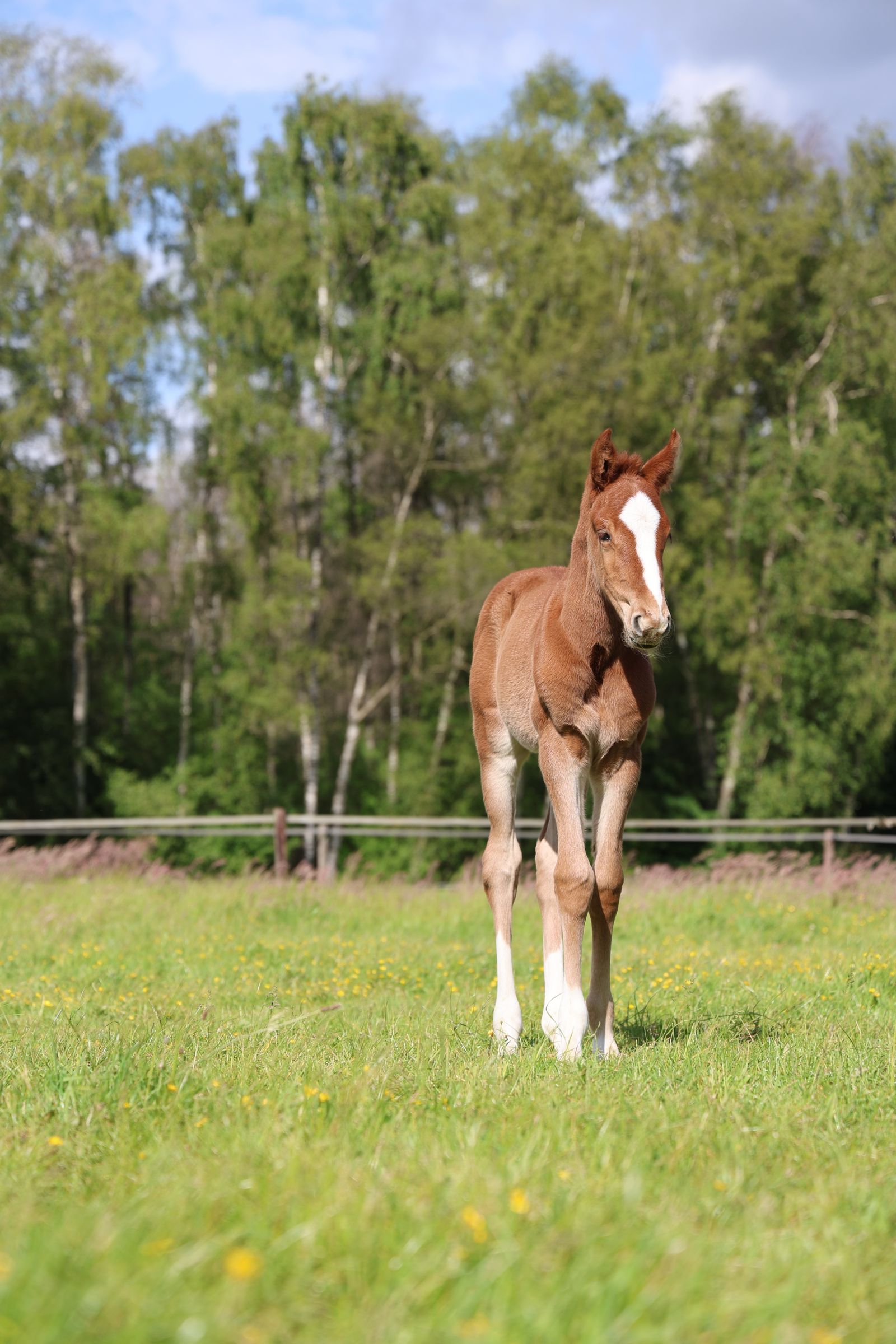 Quarter Horse Foal for Sale in Austin, Texas — born May 2025