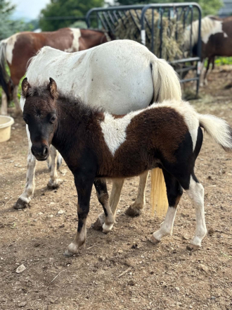 Miniature Horse Colt for Sale in Paxinos, Pennsylvania