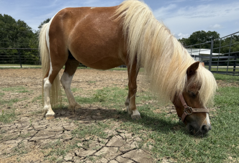 Miniature Horse Mare for Sale in Princeton, Texas — 11 yrs