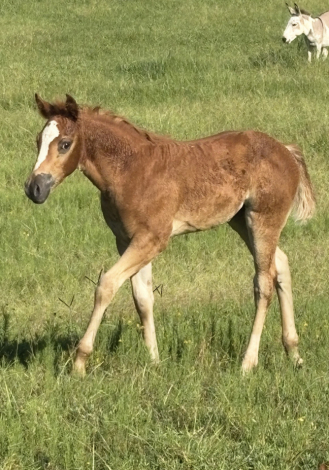 Appaloosa Filly for Sale in Winnsboro, South Carolina — 15 hh