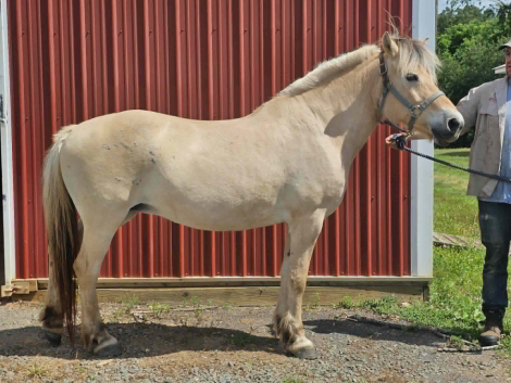 Fjord Mare for Sale in Rixeyville, Virginia — 17 yrs, 14.1 hh