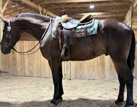 Draft Horse Gelding for Sale in Dobson, North Carolina — 5 yrs, 16.1 hh