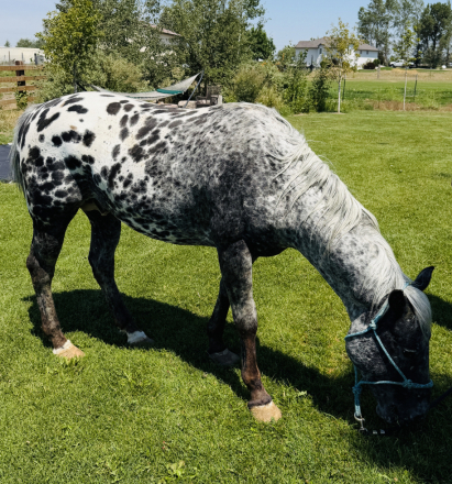 Appaloosa Stallion for Sale in Saint Anthony, Idaho — 14 hh