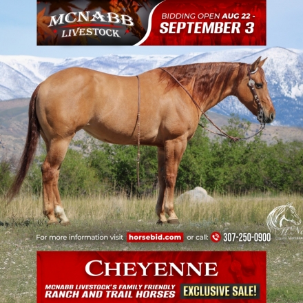 Quarter Horse Gelding for Sale in Fort Collins, Colorado — 7 yrs, 14.3 hh