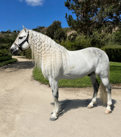 Andalusian (PRE) Gelding for Sale in San Juan Capistrano, California — 9 yrs, 15.2 hh