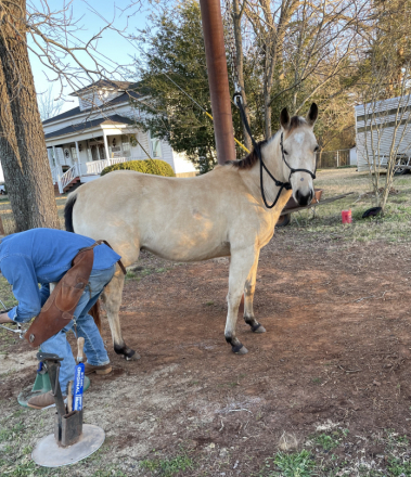 Quarter Horse Foal for Sale in Rusk, Texas — born April 2024